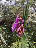 Orchidée, Chemin Inca