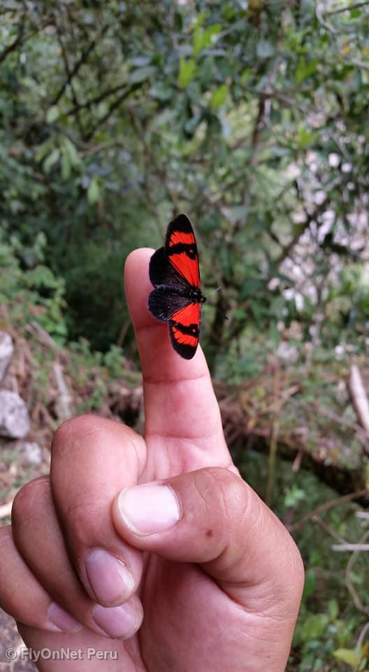 Album photos: Papillon rencontré durant le trek, Chemin Inca