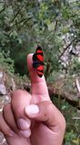 Papillon rencontré durant le trek, Chemin Inca